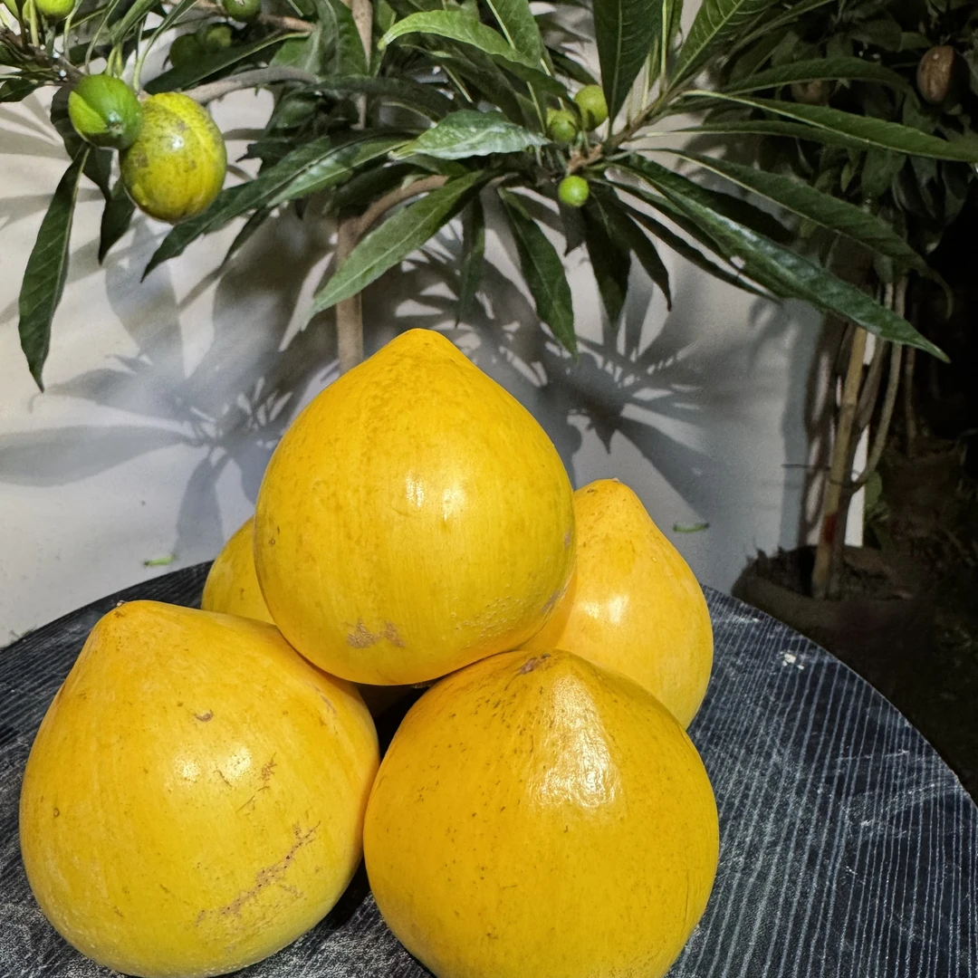 仙桃一号寿桃鸡蛋果苗多季开花结阳台庭院楼顶盆栽地栽