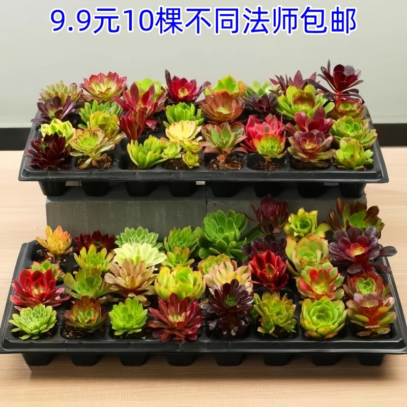 10颗法师单头套餐组合好养懒人新人练手多肉植物叶展5厘米以上
