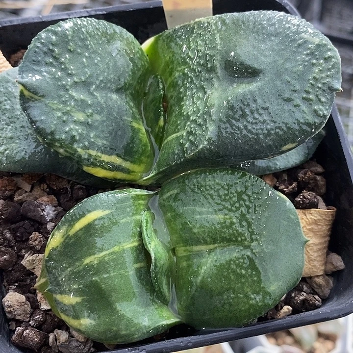 597蜗牛锦一物一拍