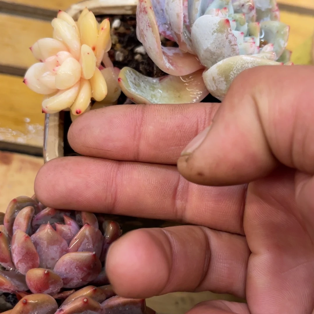 牵****步377373833838388383