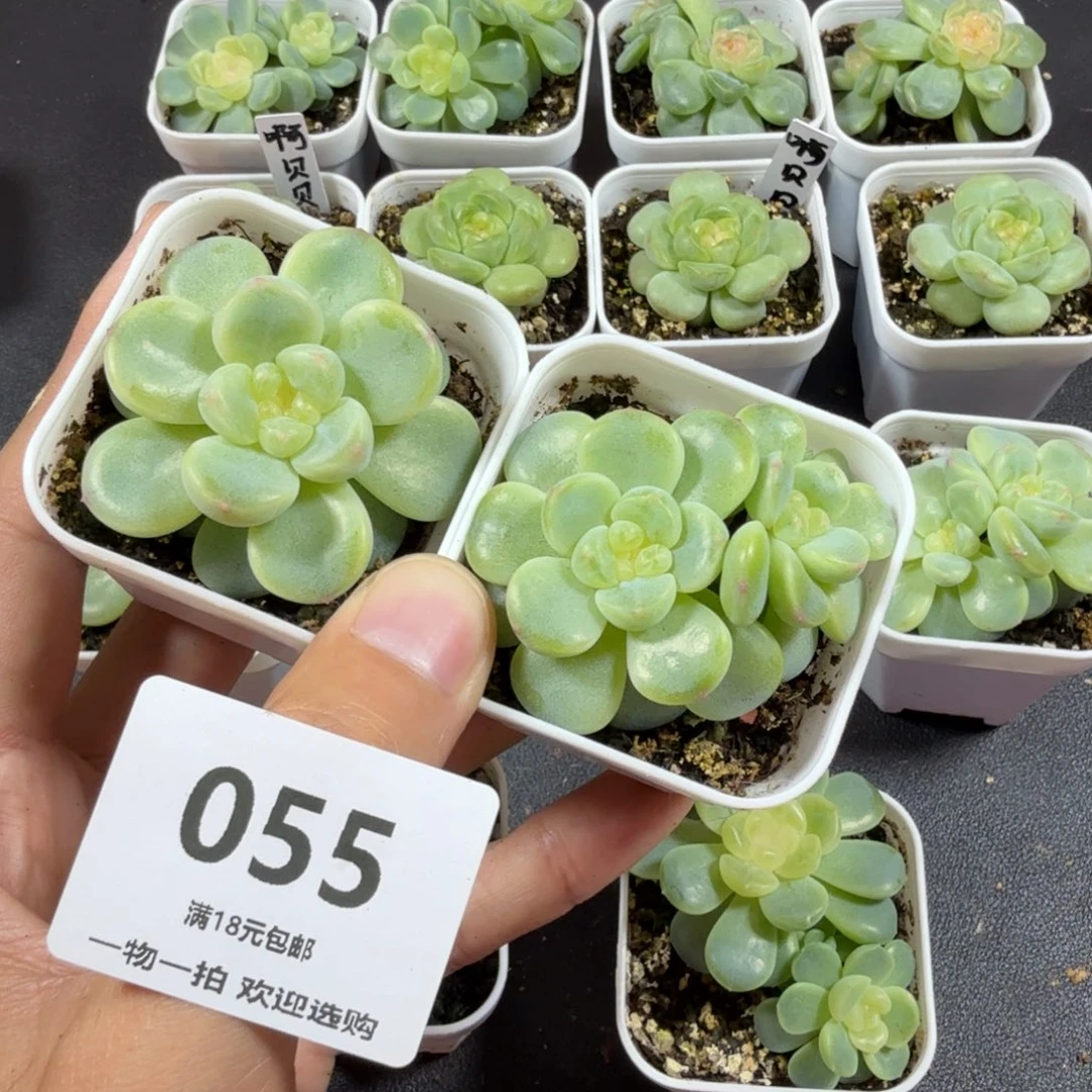 小***物财富密码两个一物一拍055
