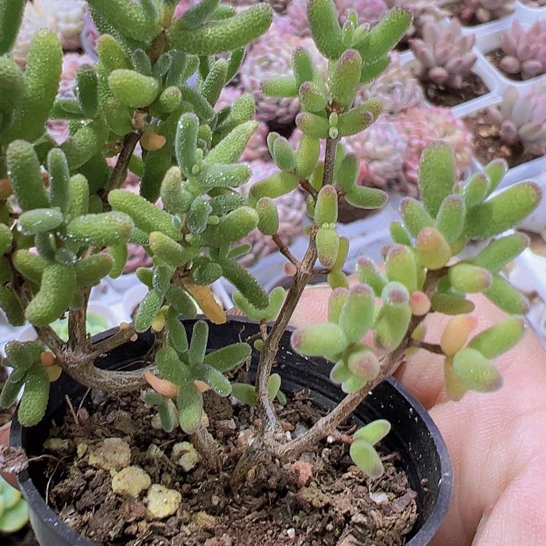 糖球枝干19包邮多肉