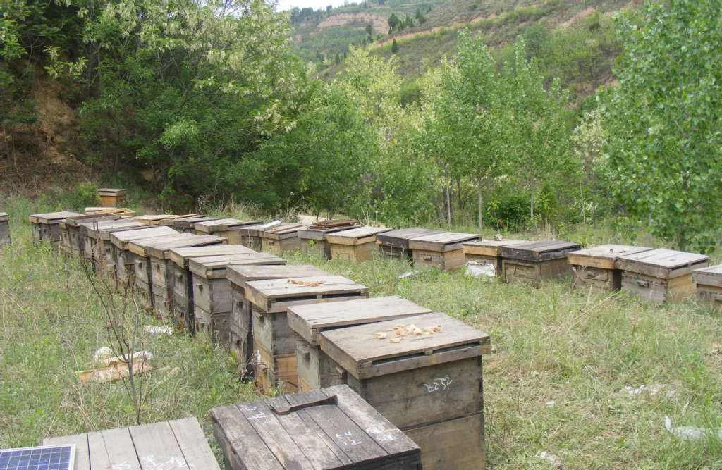 标记蜂王不围王的方法和标记笔蜜蜂的非常便宜买法