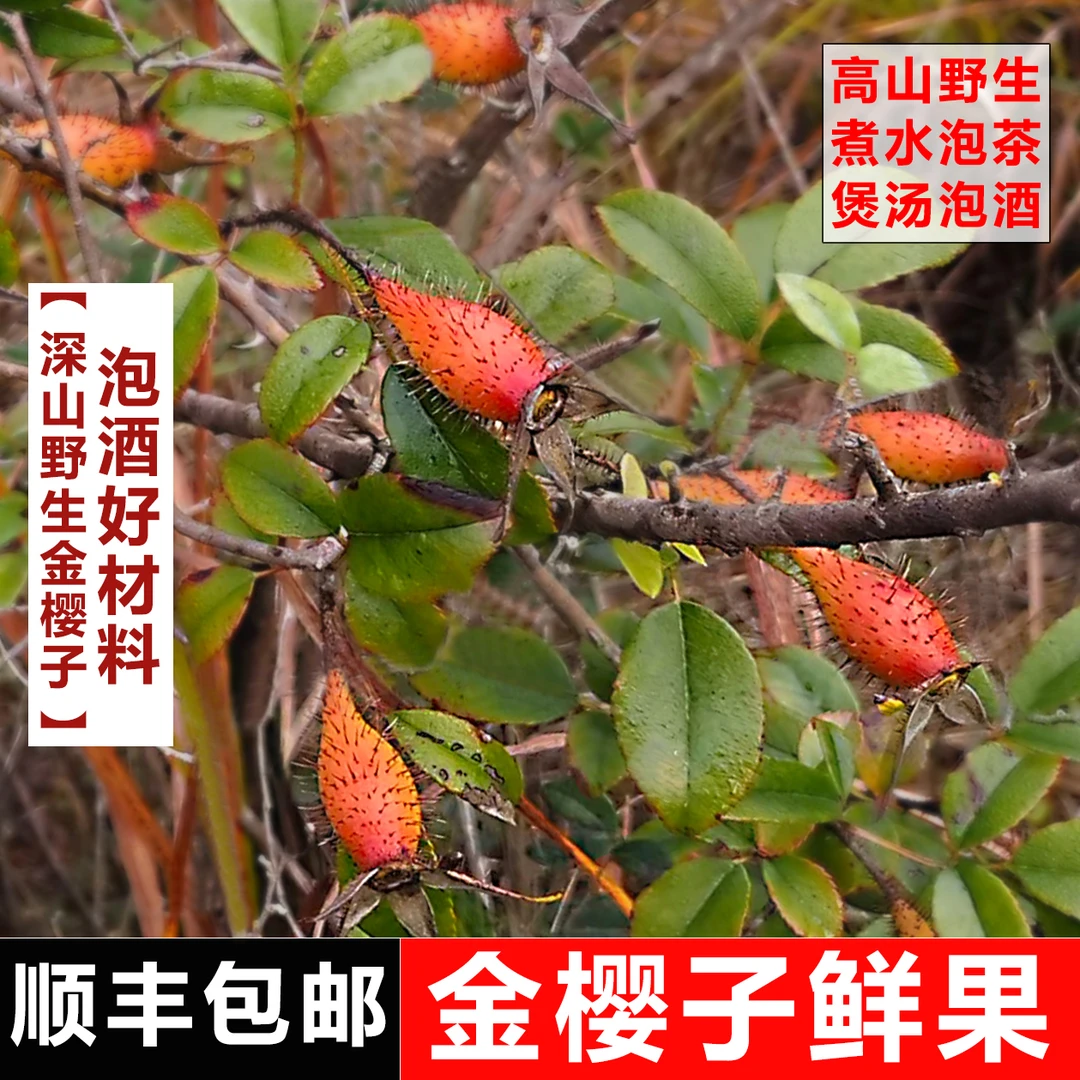 【顺丰包邮】2025新鲜野生金樱子鲜果泡酒料深山糖糖果中药材蜂糖罐