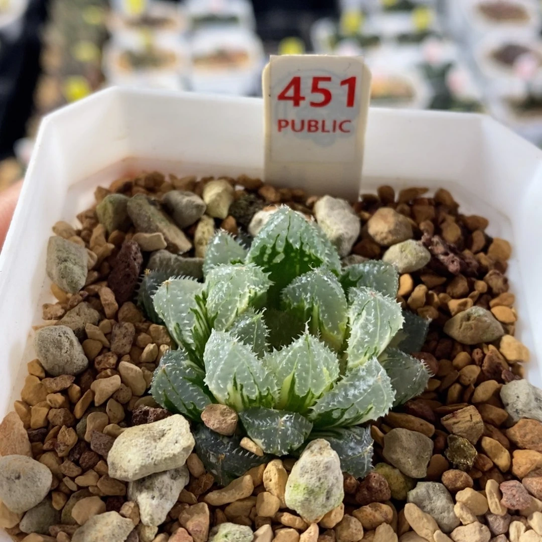 不开花植物451玄冰