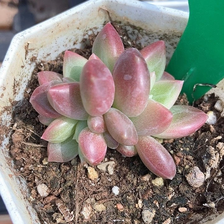 多肉植物迷雾泡泡746