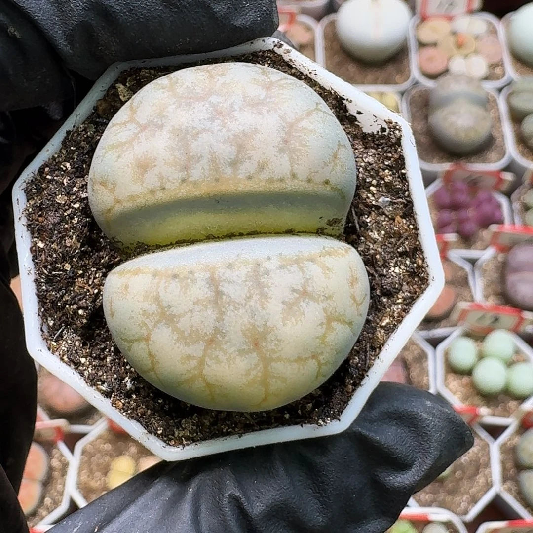 瑾****生石花2/：//。  290