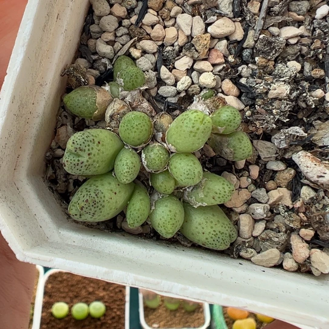 723草莓斑马带盆土发货