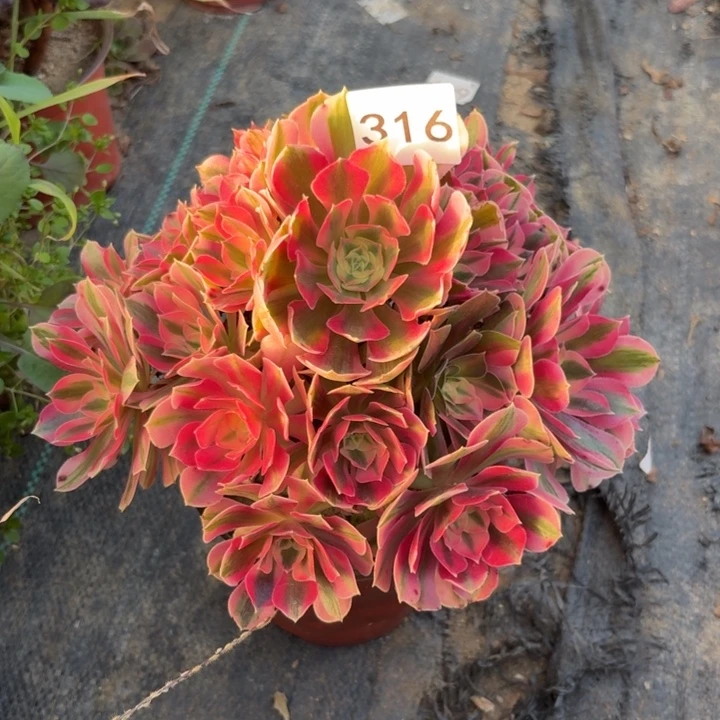 粉女巫多肉植物不包损316杆不直