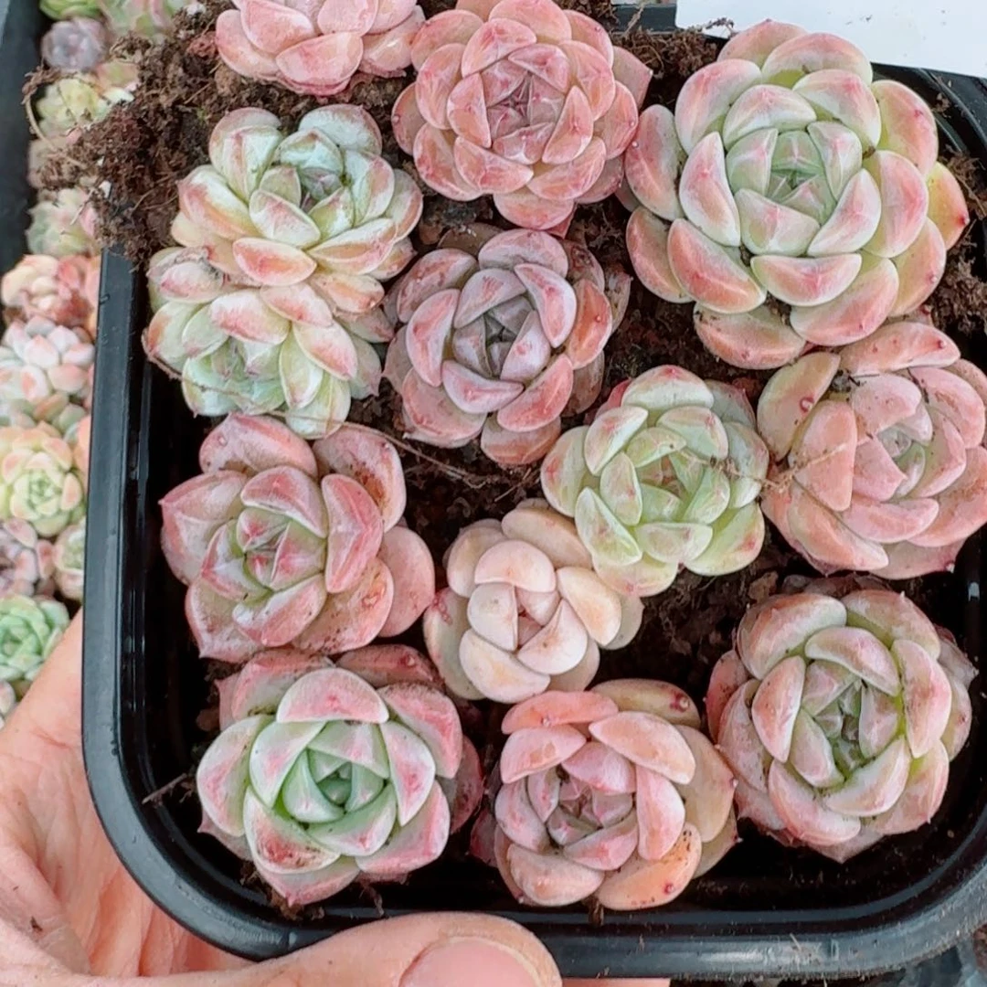 杂交新品珍妮多肉122量拍1份