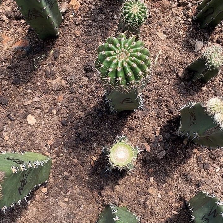 笨***熊嘟6号4.7公分秀蒲嫁接