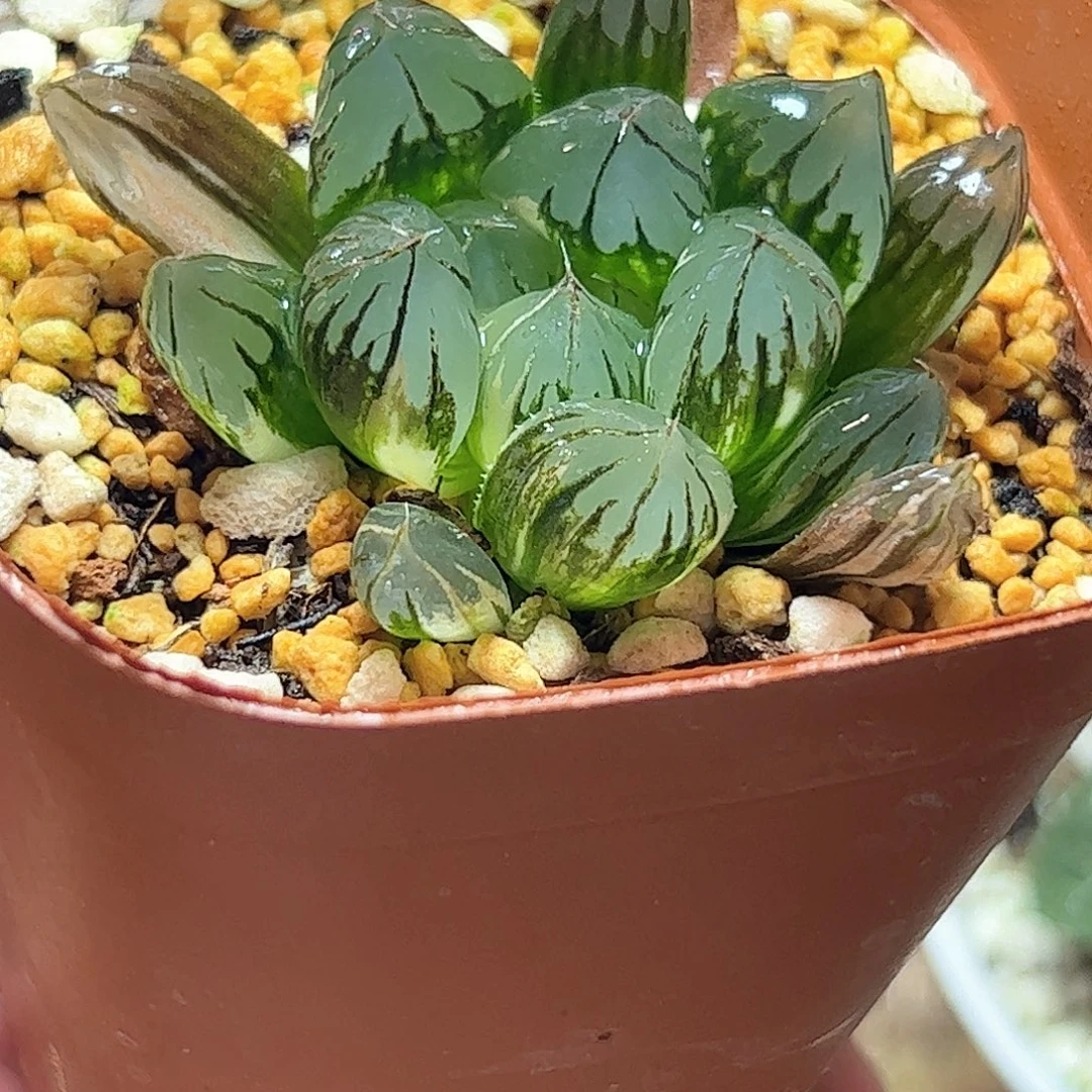 水晶锦十二卷多肉