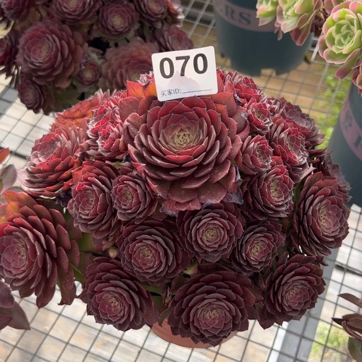 070红魔多肉22厘米左右