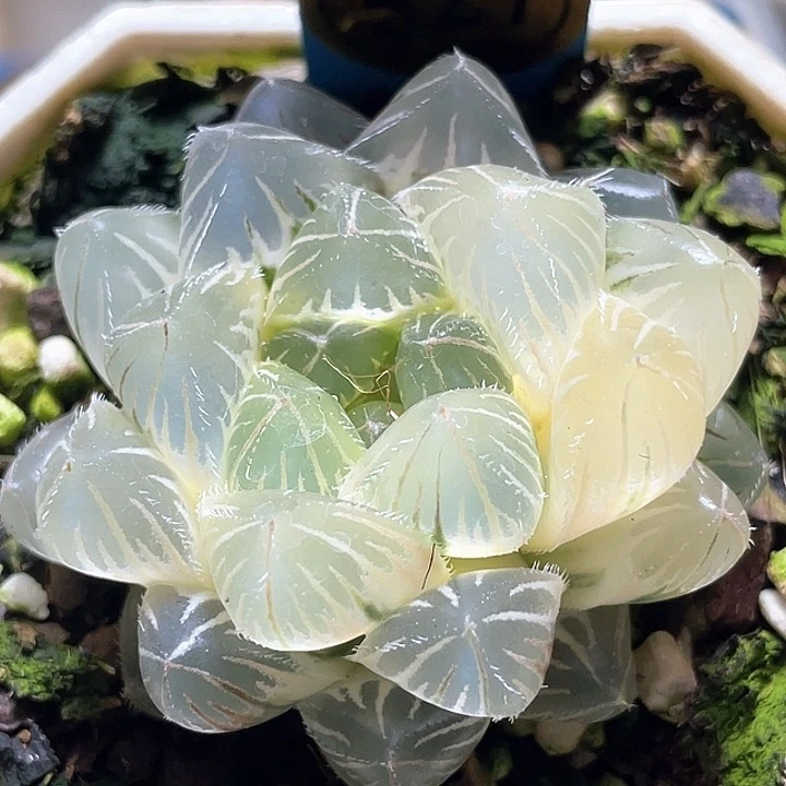 大***茶527糊斑白赤线锦一物