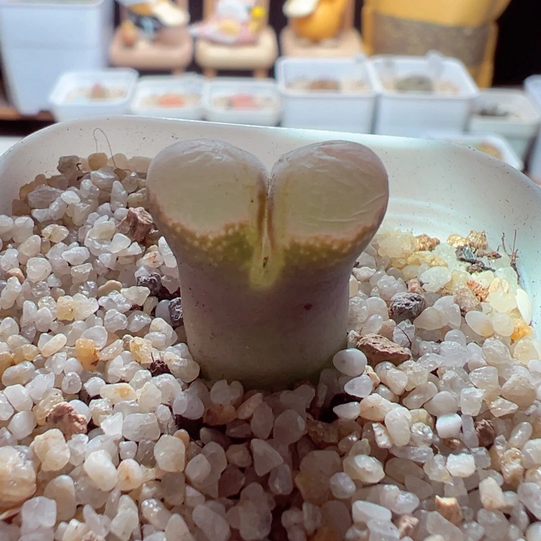 103-300多肉多日翻窗