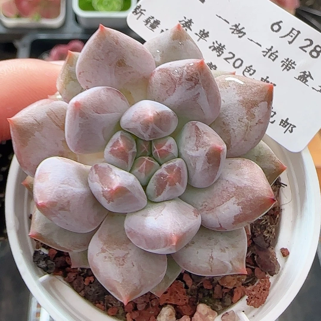 多肉0628-32龙纹麟