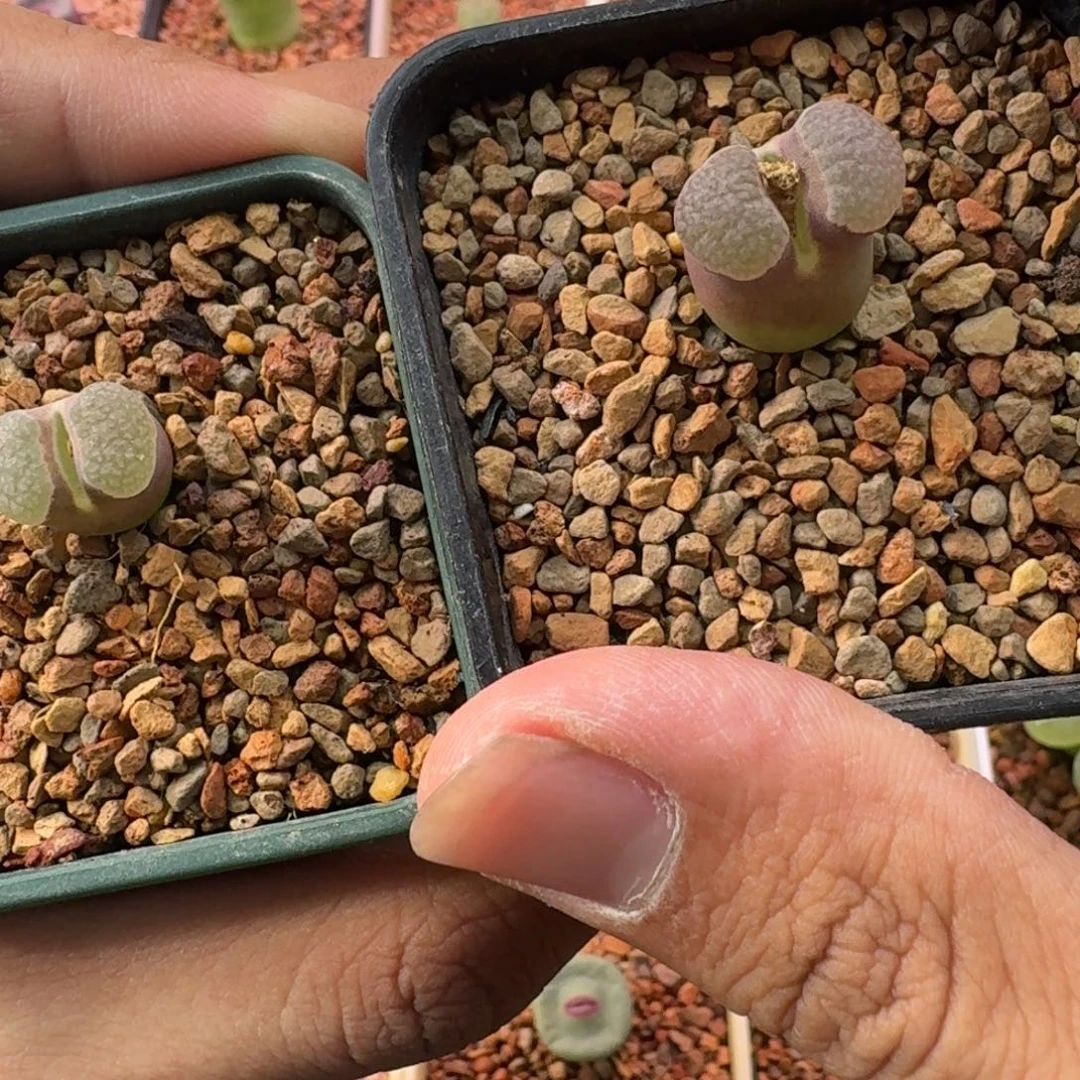 r***r云缦精品番杏17.18