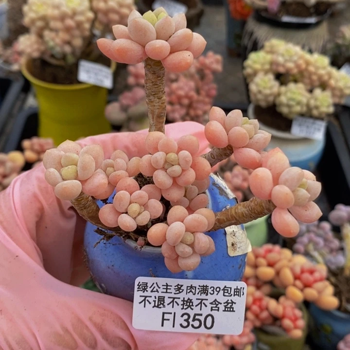 鱼子酱老桩6cm350多肉植物