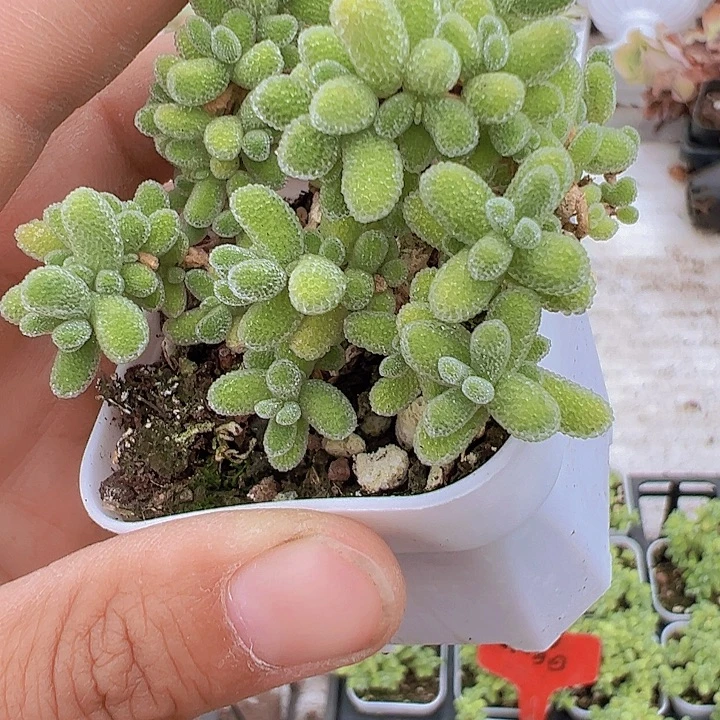 冰晶枝干多肉19包邮