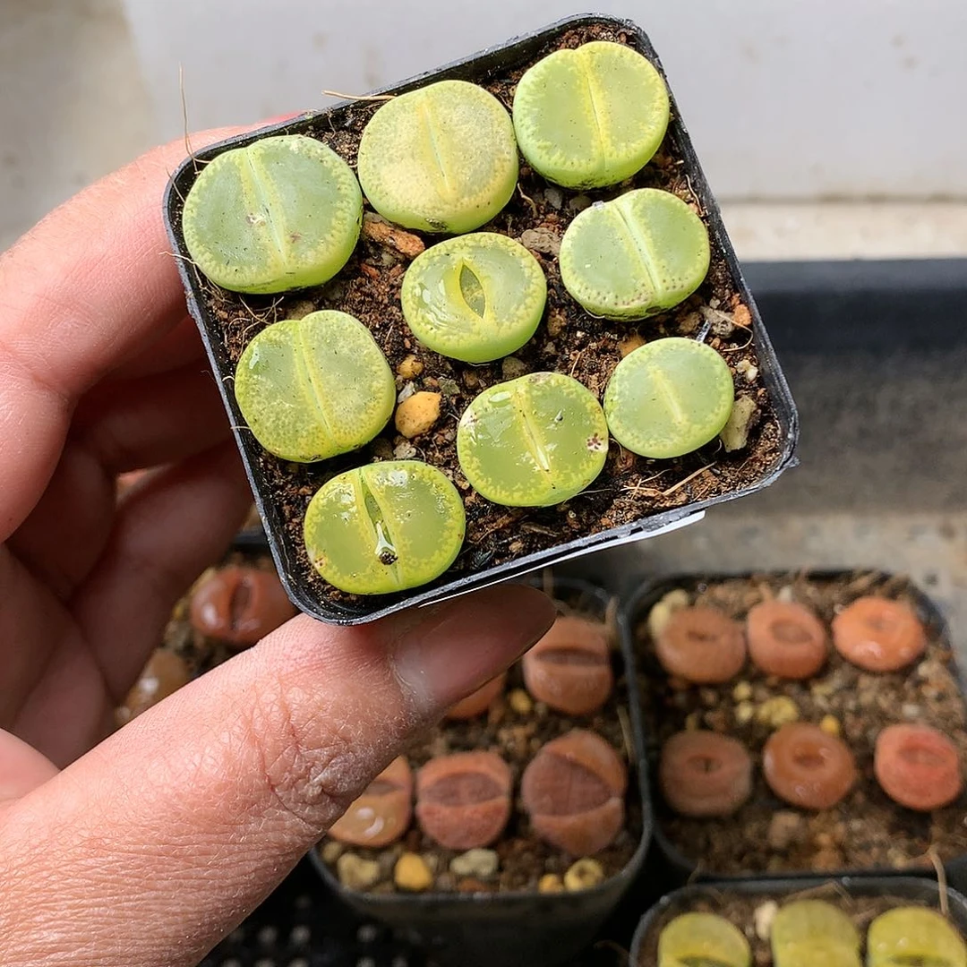 K39多肉植物保护研究所