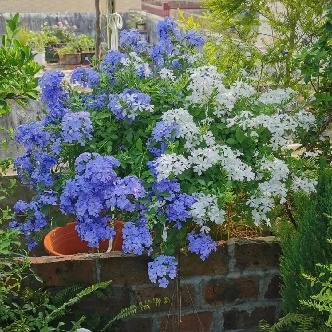 【120#】盆栽蓝雪花白雪花庭院阳台花卉四季开花好养爆盆