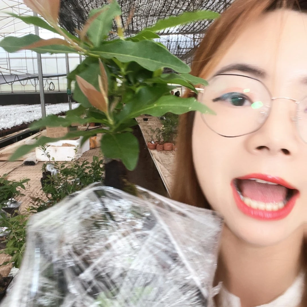 金弹子金弹子血钻03