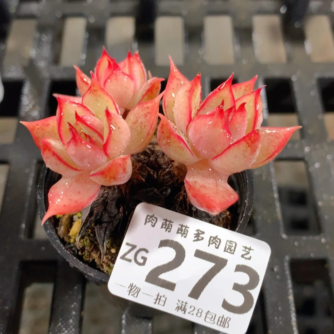 肉萌萌拇指盆精控多肉ZG273