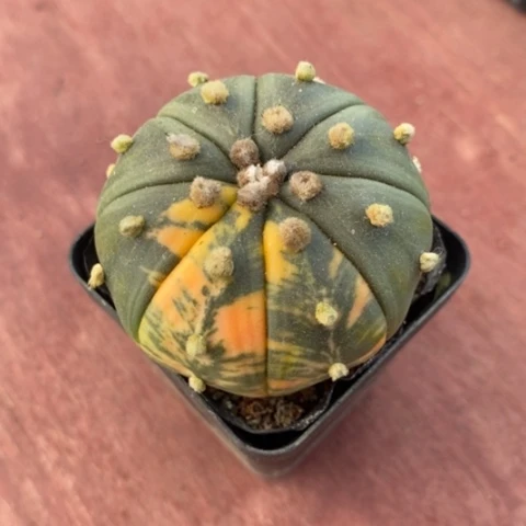 实生兜锦4仙人球