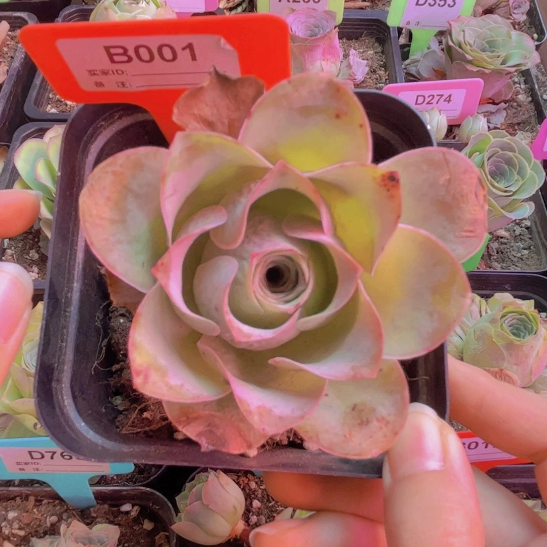 001山地玫瑰绿色