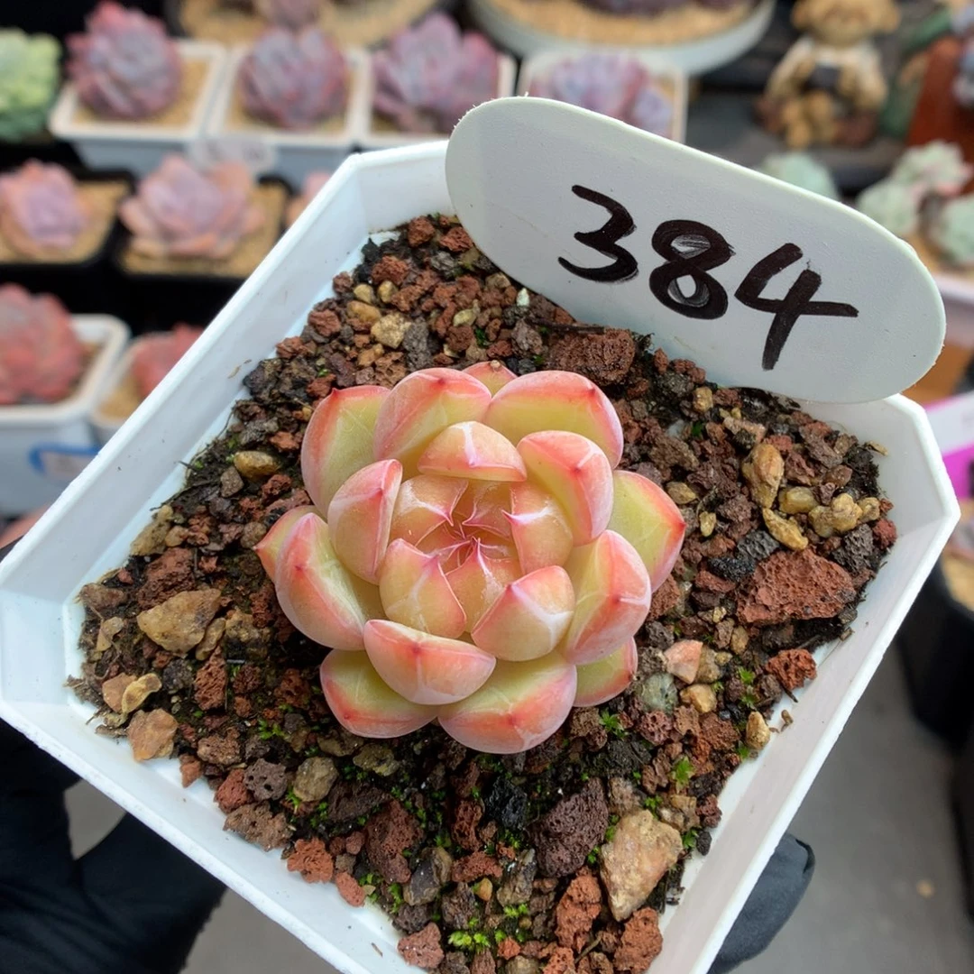 384 雪花珍妮多肉