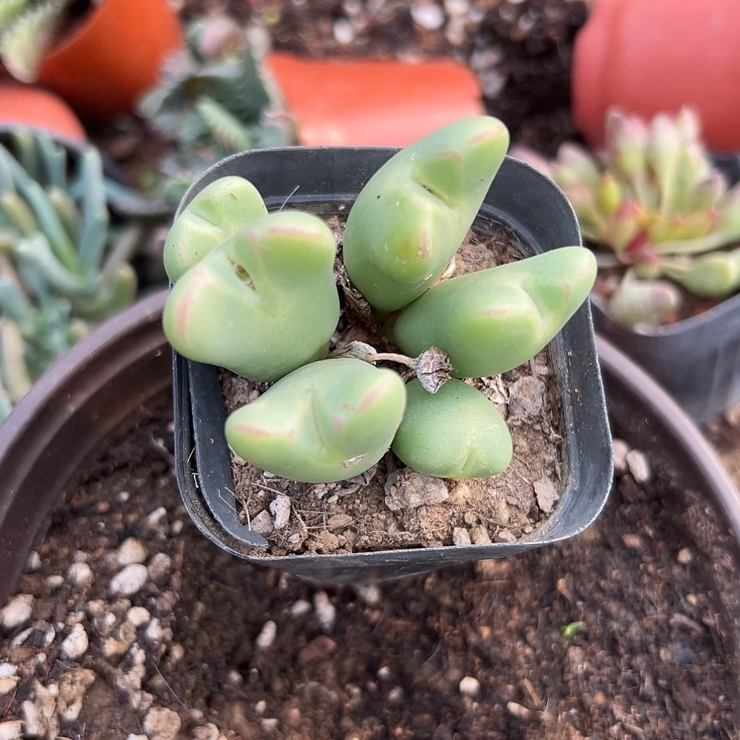 多肉植物爱心少将