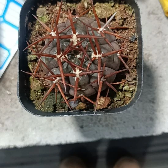花花世界迷人眼球球好养