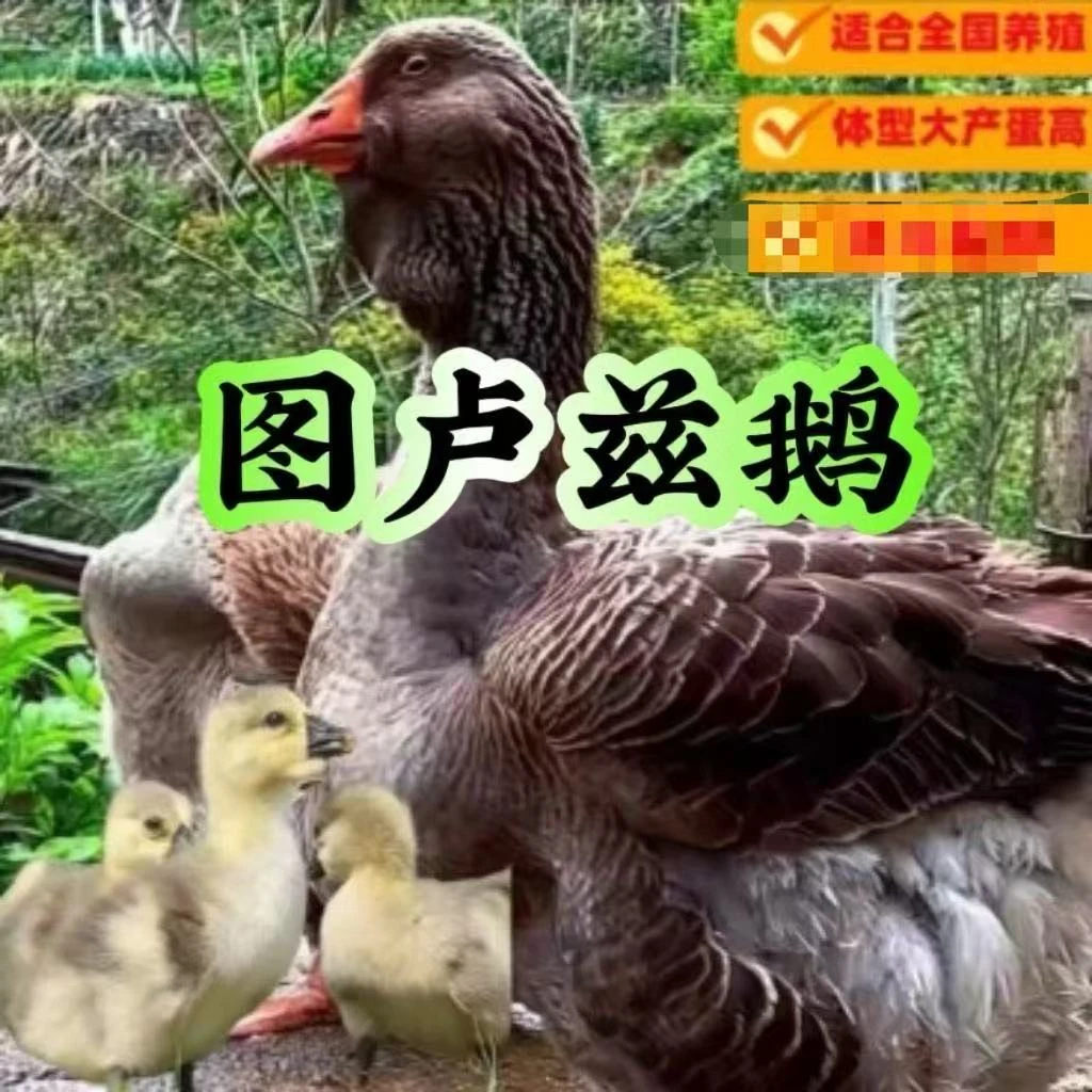 （8）   灰图卢兹  大型 坦克鹅（5天）