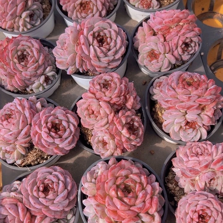 多头天鹅绒多肉植物