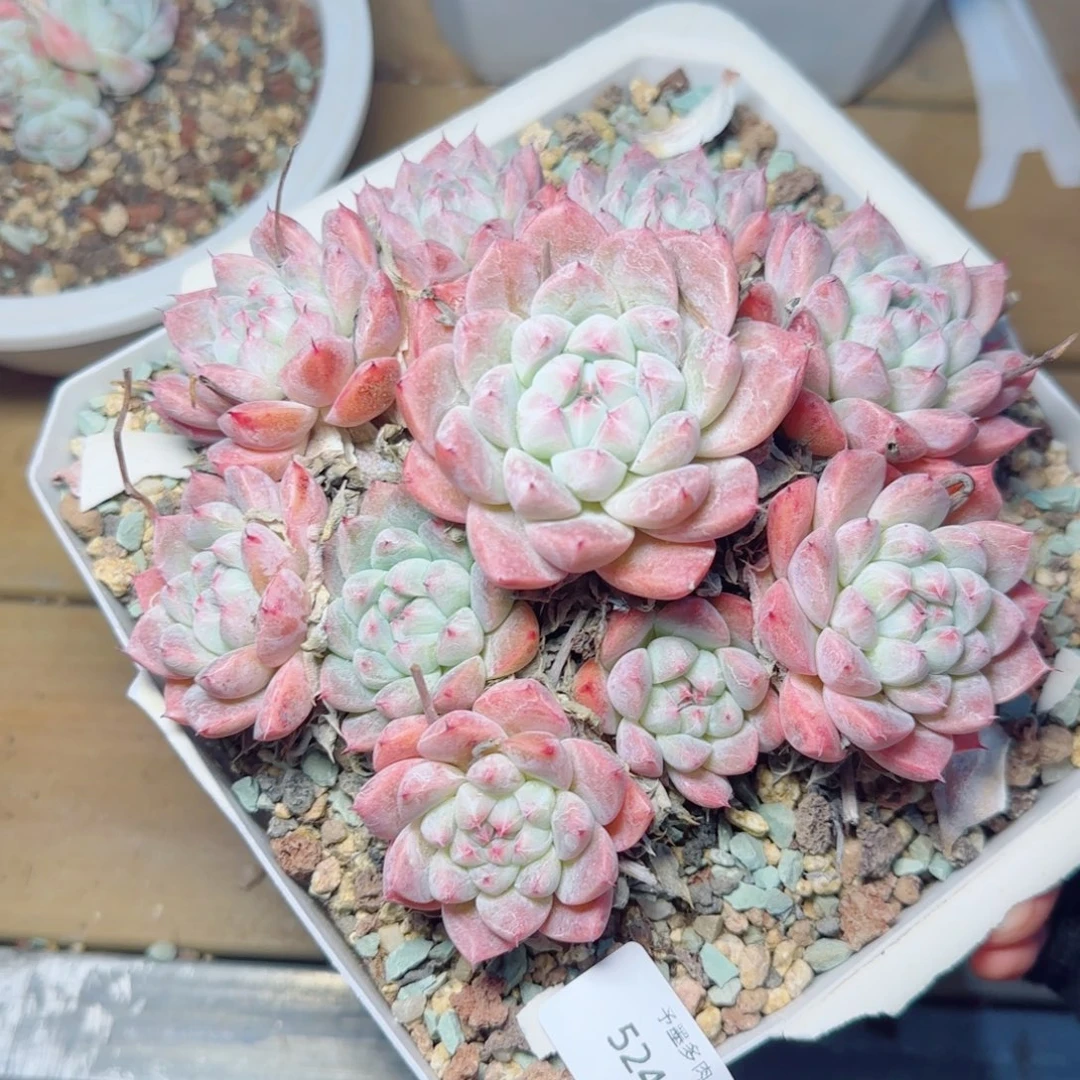 如梦令，5247多肉植物