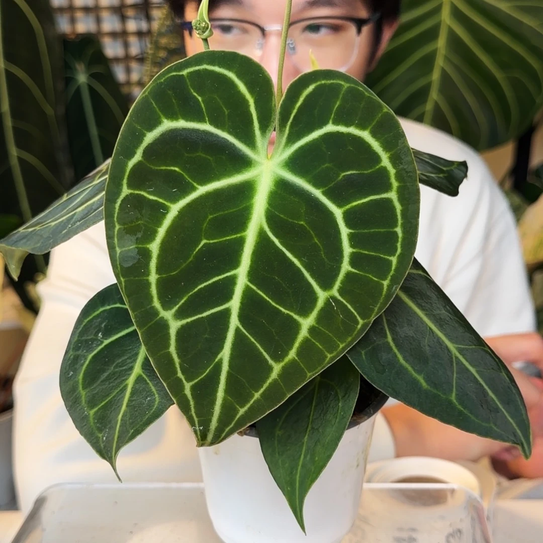 完全开放A50克莱恩