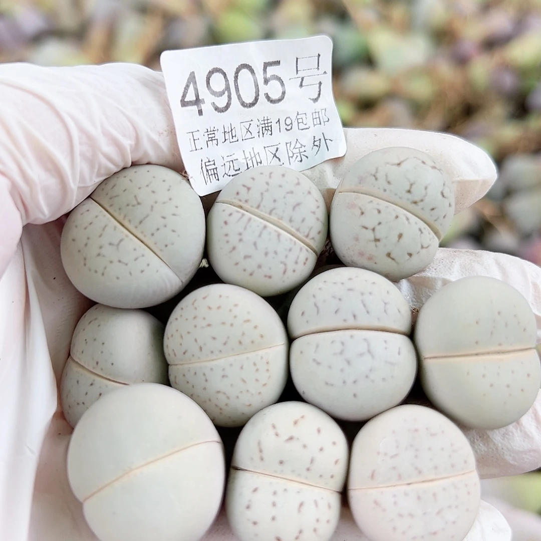 4905 好养易活生石花大母本10个2cm左右