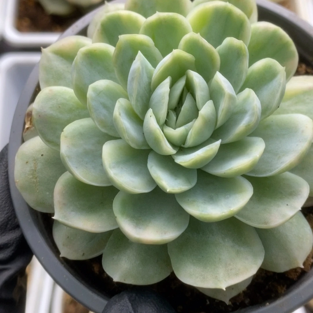 706贝瑞锦锦锦锦锦锦锦