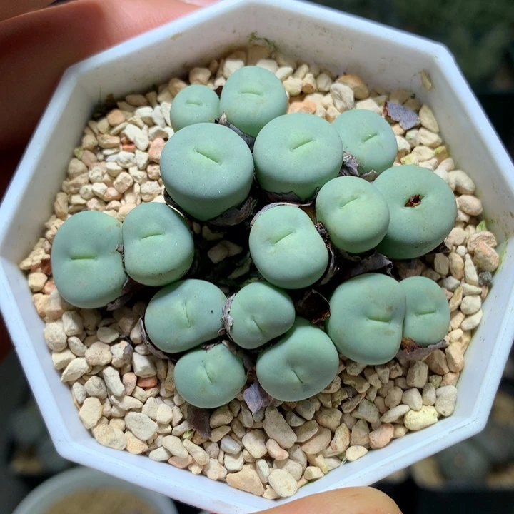 x***g精品多肉植物精品多肉