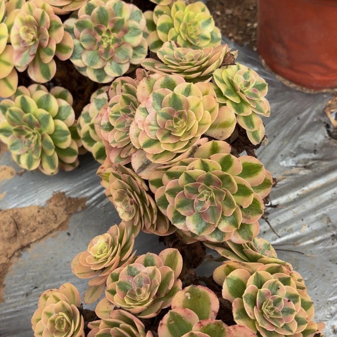 倾城一号捧地载9.9