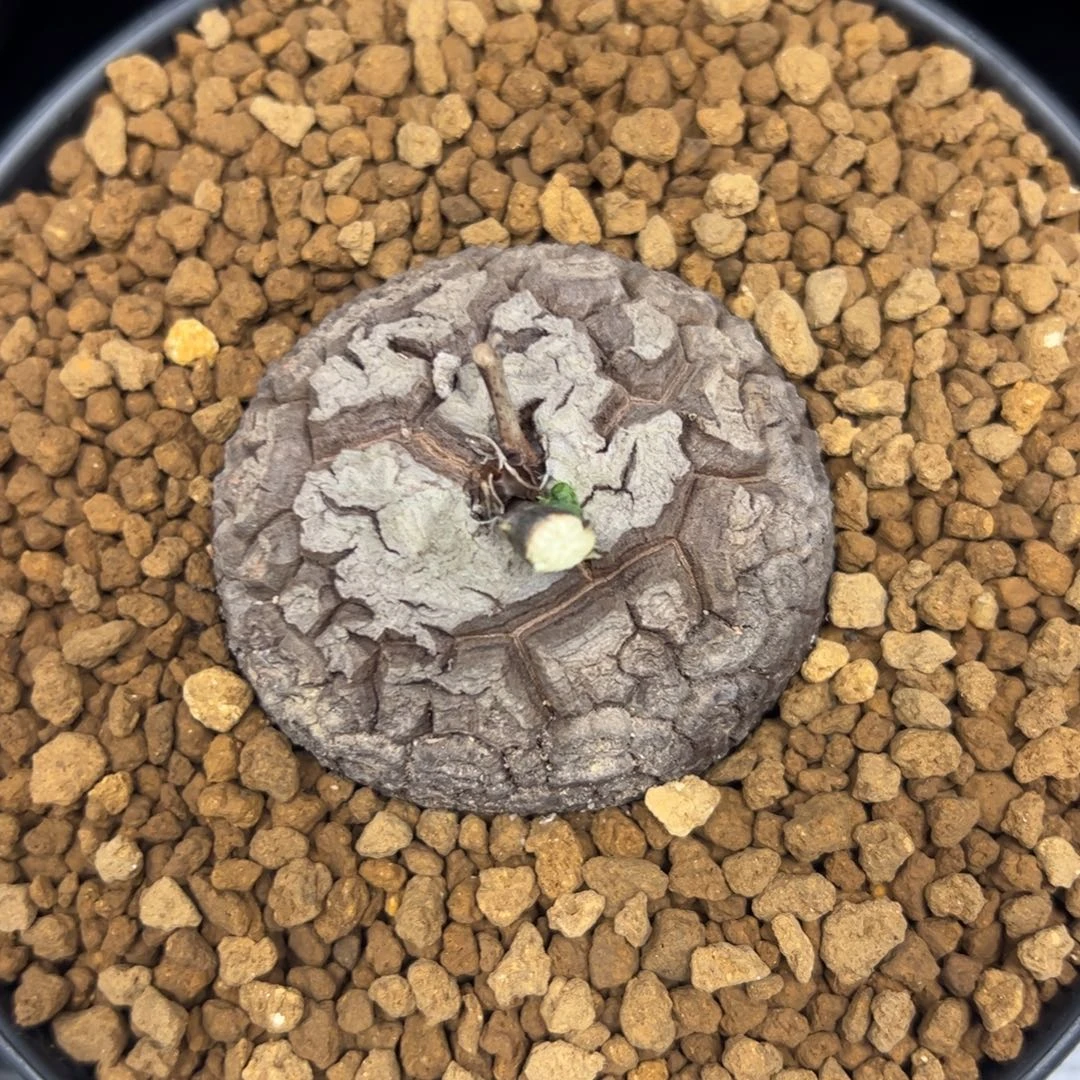 精品盆栽养定的龟甲龙298号