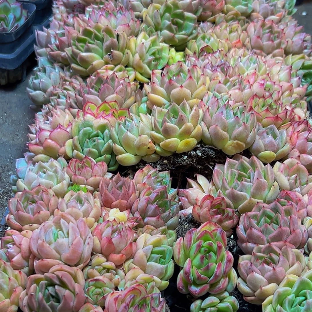 412量拍一盒多肉葡萄一盒小