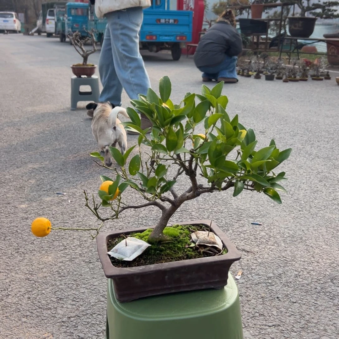 无花朵橘子123456789