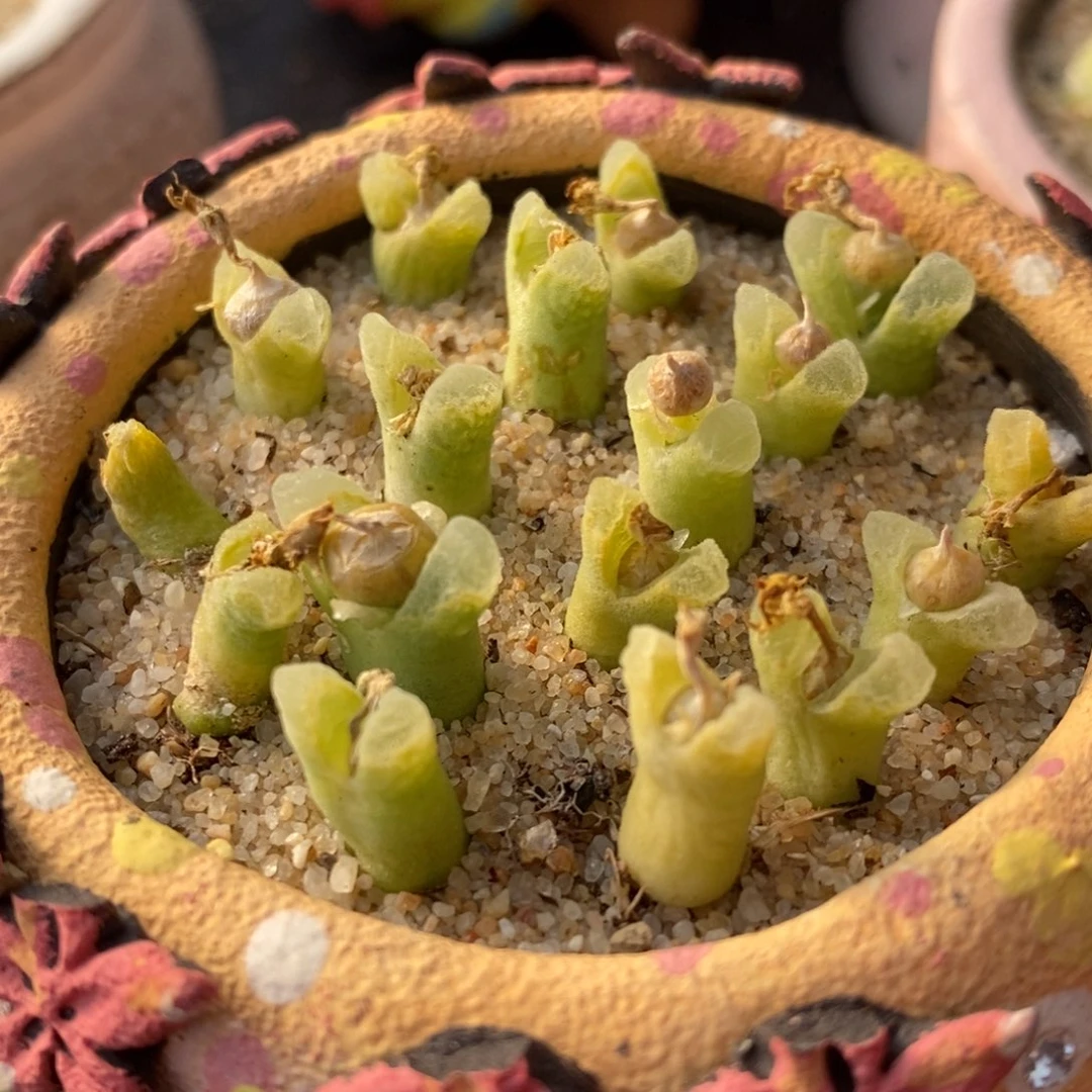 冰风铃一颗冰风铃