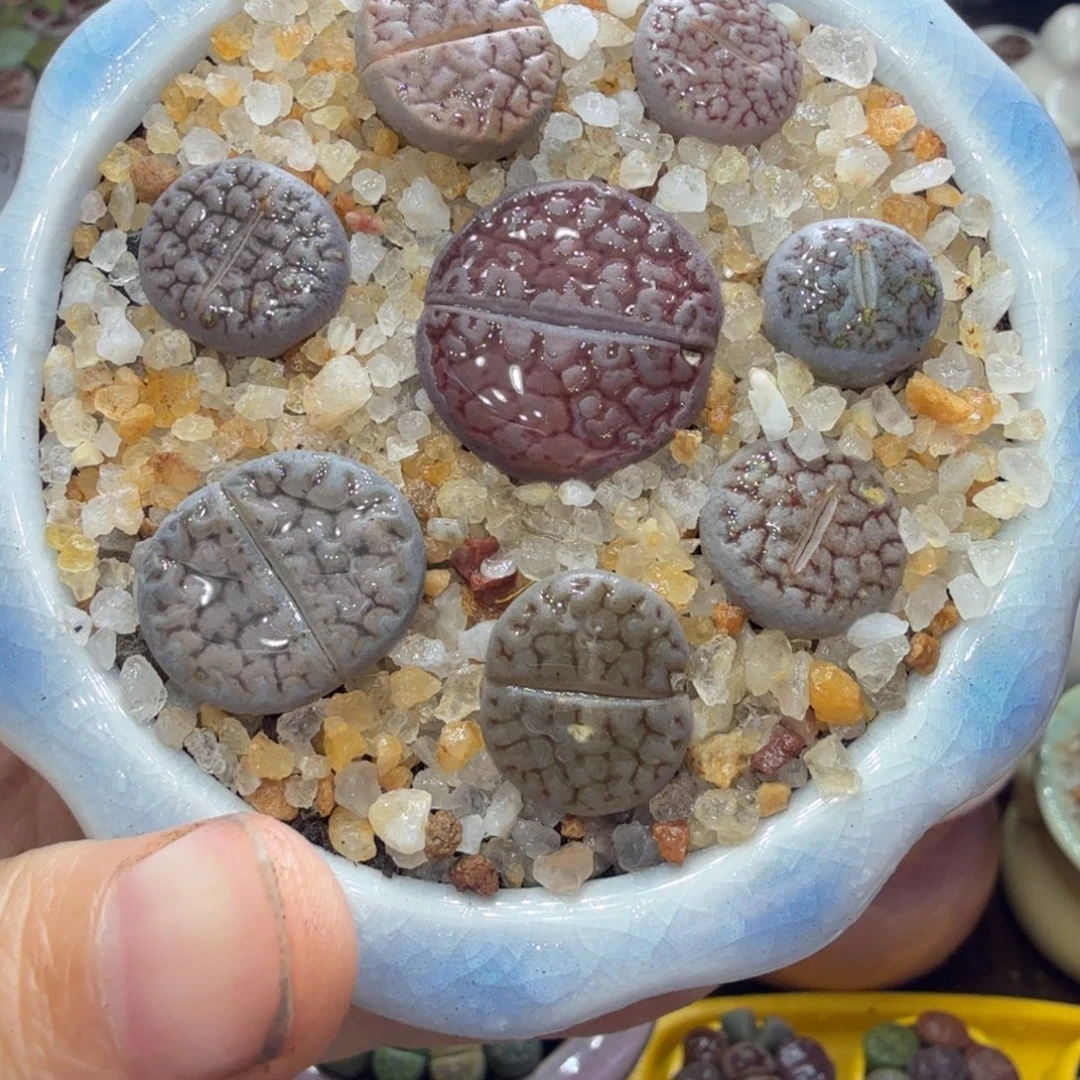 开播福利冲冲冲555