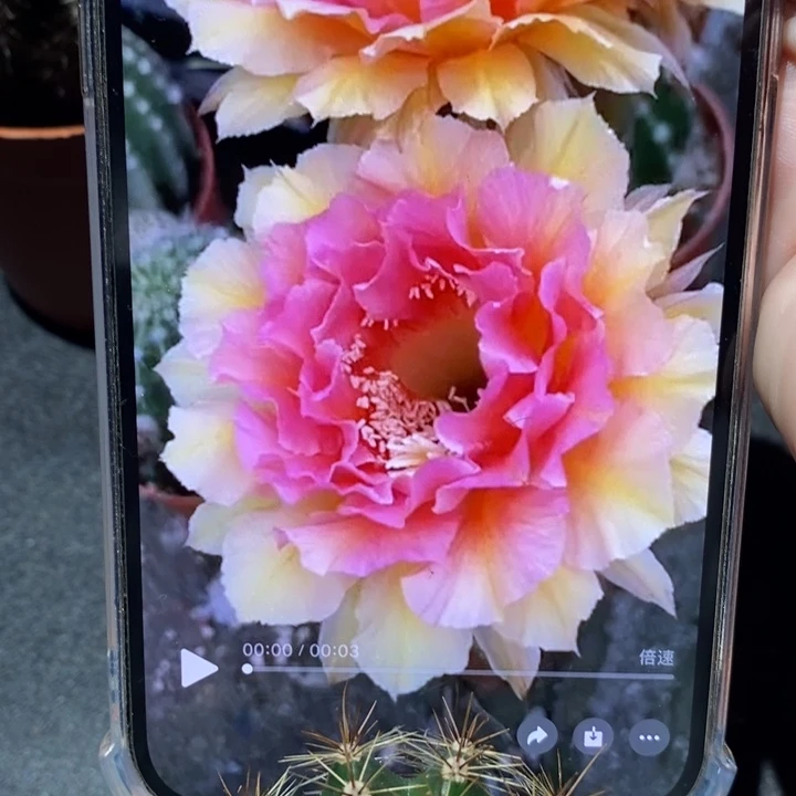 香香42号侧芽4.5-5公分左右