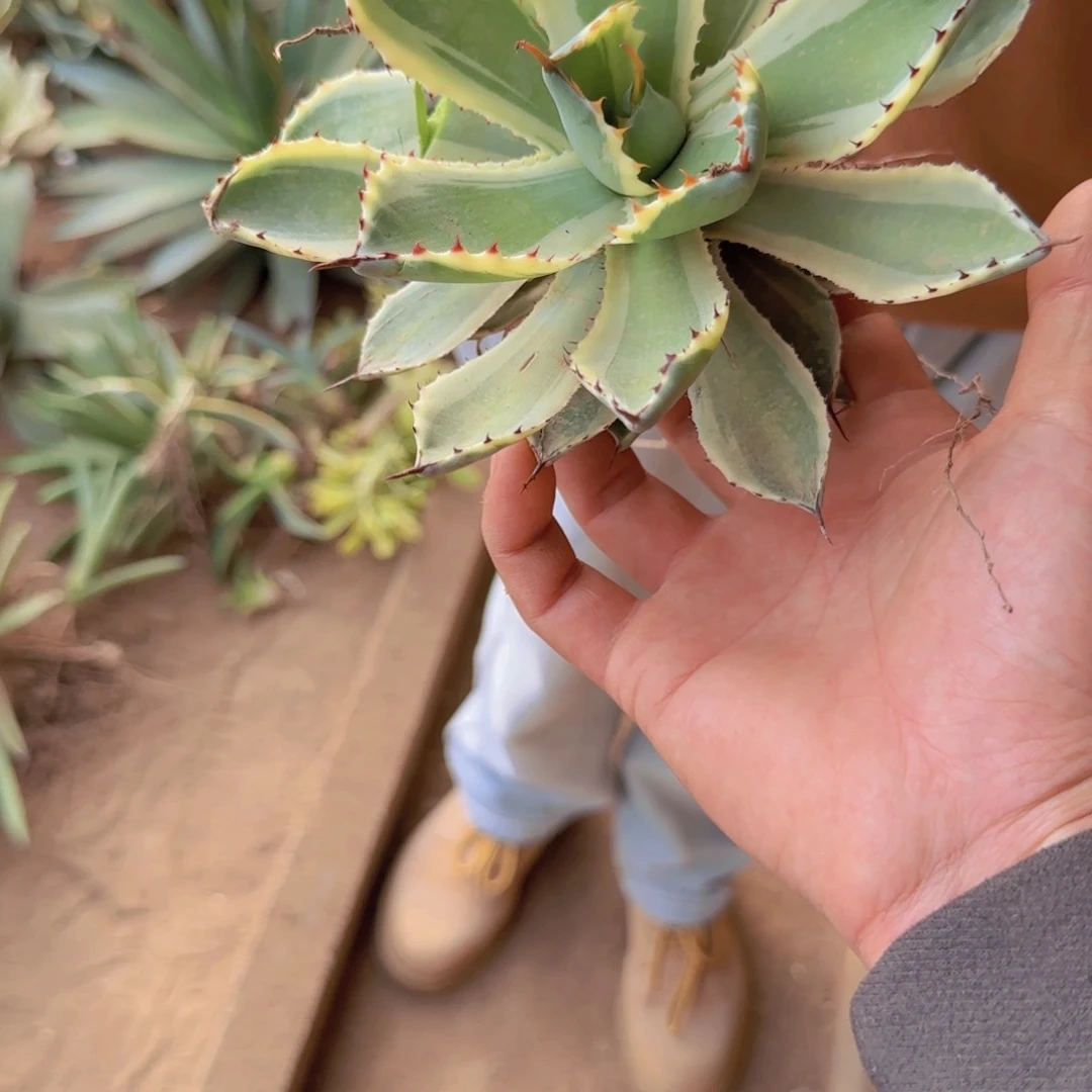 帝*块根植物块根植物