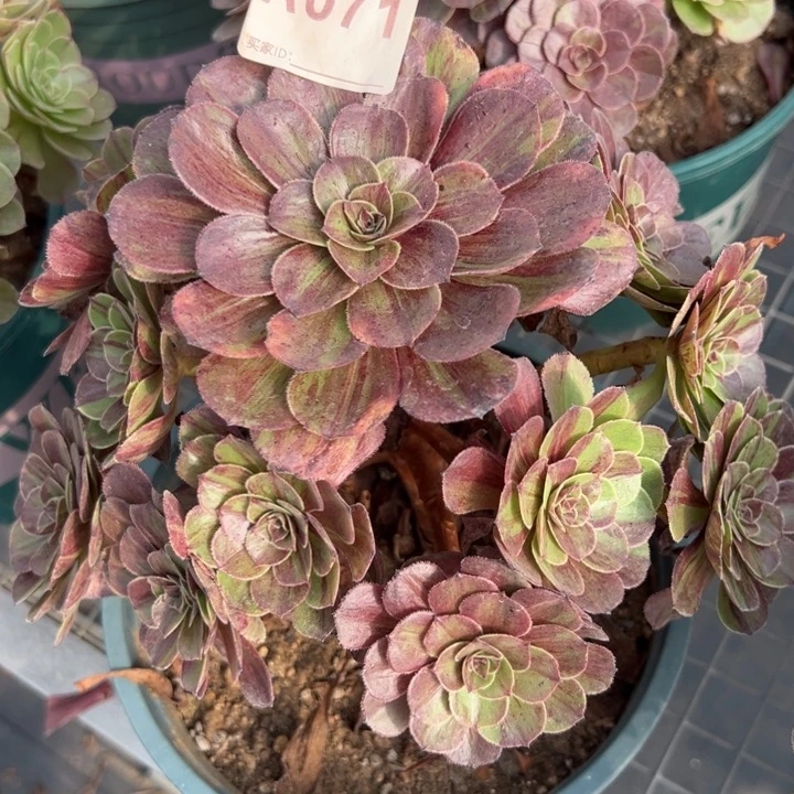 071花月夜20厘米左右