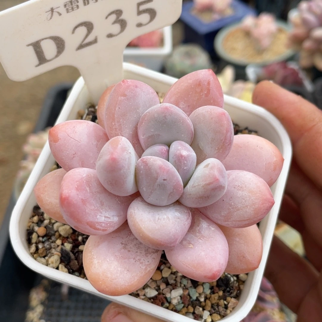 235香水不带盆7厘米