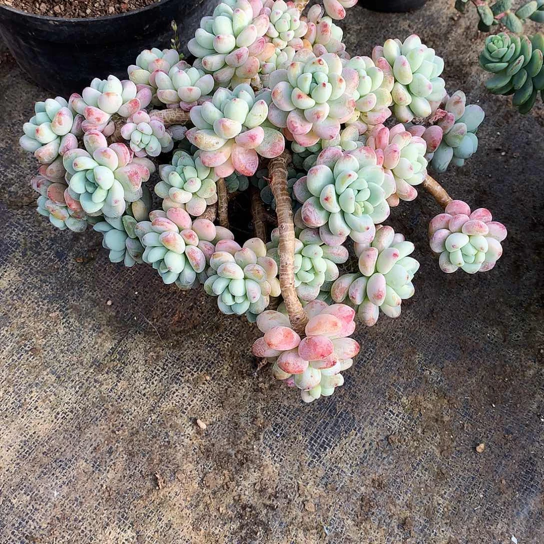 劳尔多肉一物一拍